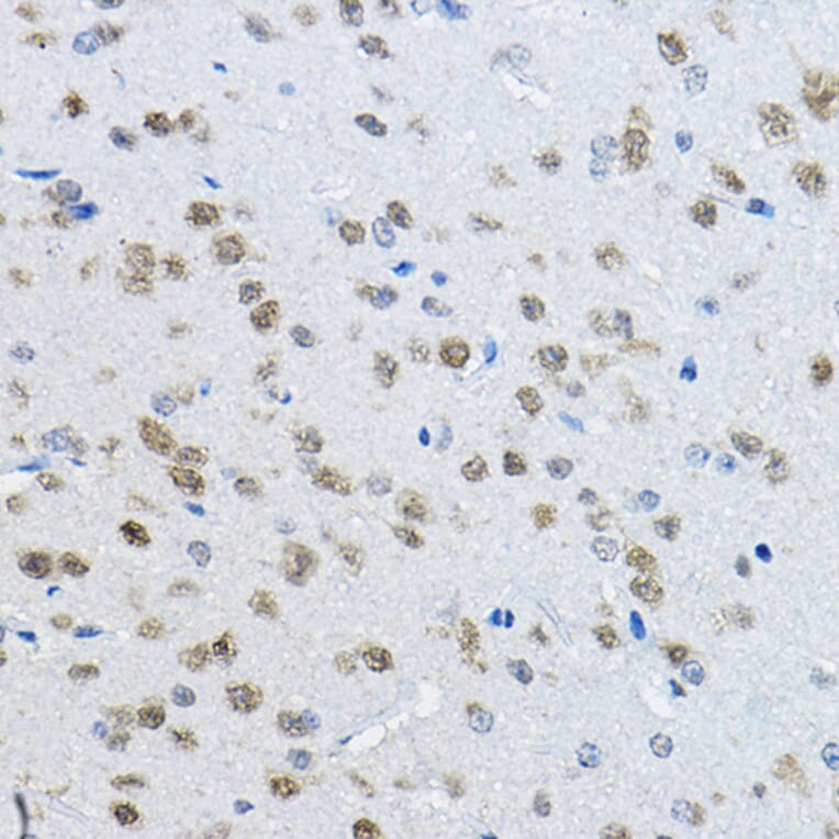 Immunohistochemistry - Anti-NeuN Antibody (A12719) - Antibodies.com