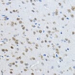 Immunohistochemistry - Anti-NeuN Antibody (A12719) - Antibodies.com