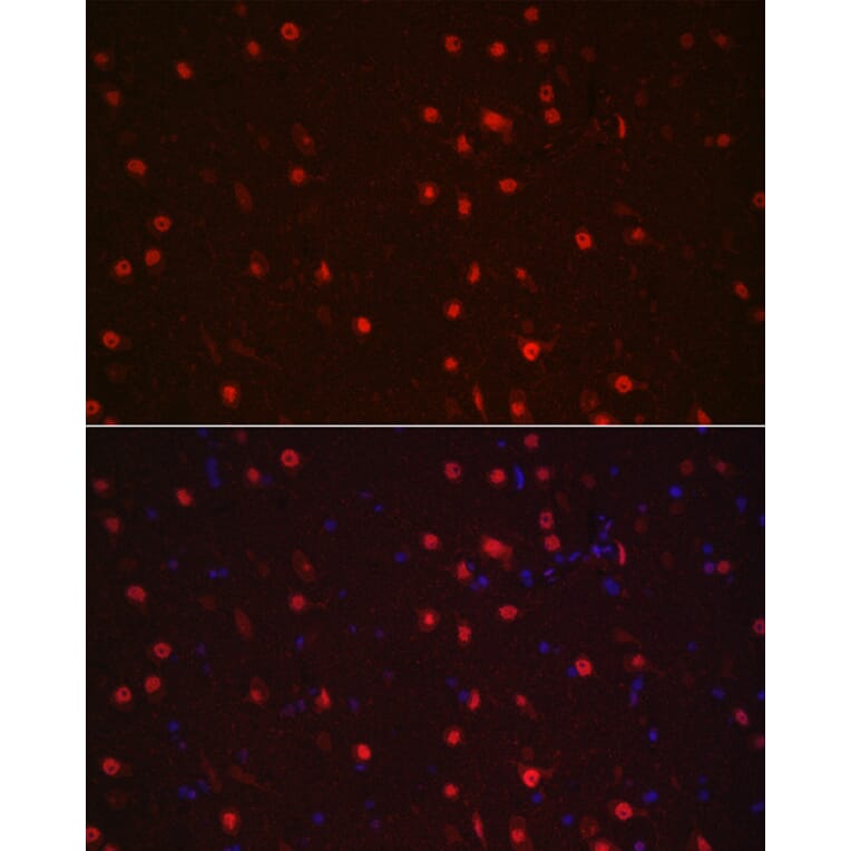 Immunofluorescence - Anti-NeuN Antibody (A12719) - Antibodies.com