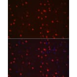 Immunofluorescence - Anti-NeuN Antibody (A12719) - Antibodies.com