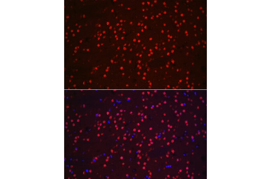 Immunofluorescence - Anti-NeuN Antibody (A12719) - Antibodies.com