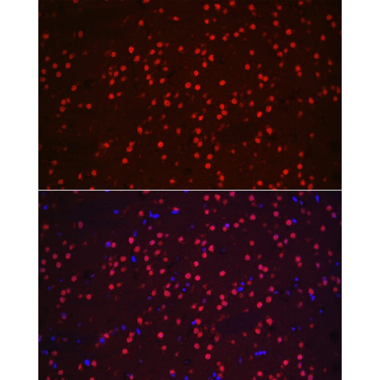 Immunofluorescence - Anti-NeuN Antibody (A12719) - Antibodies.com