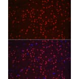 Immunofluorescence - Anti-NeuN Antibody (A12719) - Antibodies.com