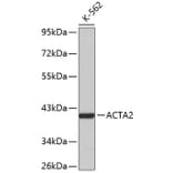 Western Blot - Anti-ACTA2 Antibody (A0957) - Antibodies.com