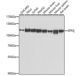 Western Blot - Anti-SFPQ Antibody (A12722) - Antibodies.com