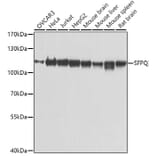 Western Blot - Anti-SFPQ Antibody (A12722) - Antibodies.com