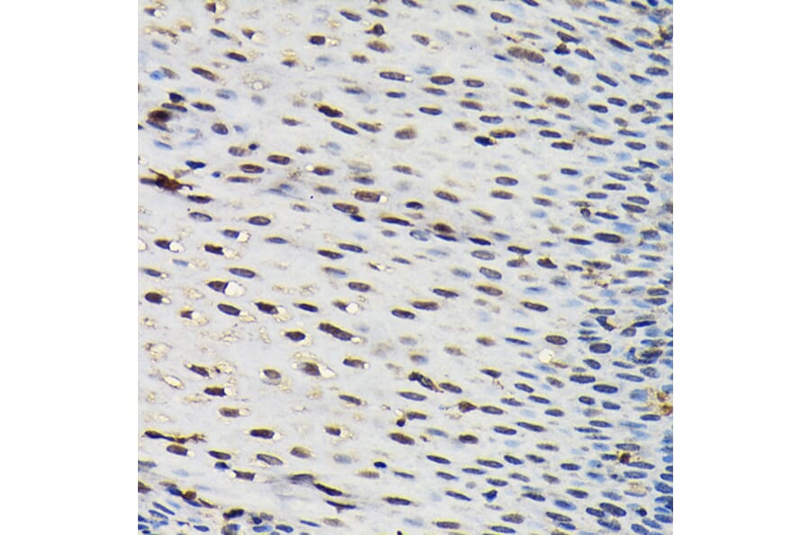 Immunohistochemistry - Anti-SFPQ Antibody (A12722) - Antibodies.com