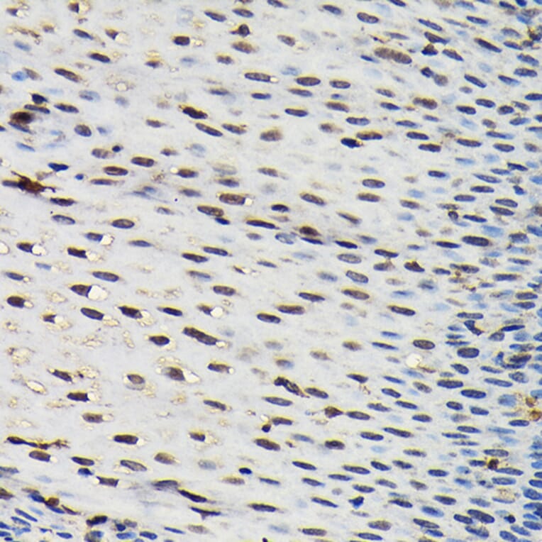 Immunohistochemistry - Anti-SFPQ Antibody (A12722) - Antibodies.com