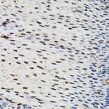 Immunohistochemistry - Anti-SFPQ Antibody (A12722) - Antibodies.com