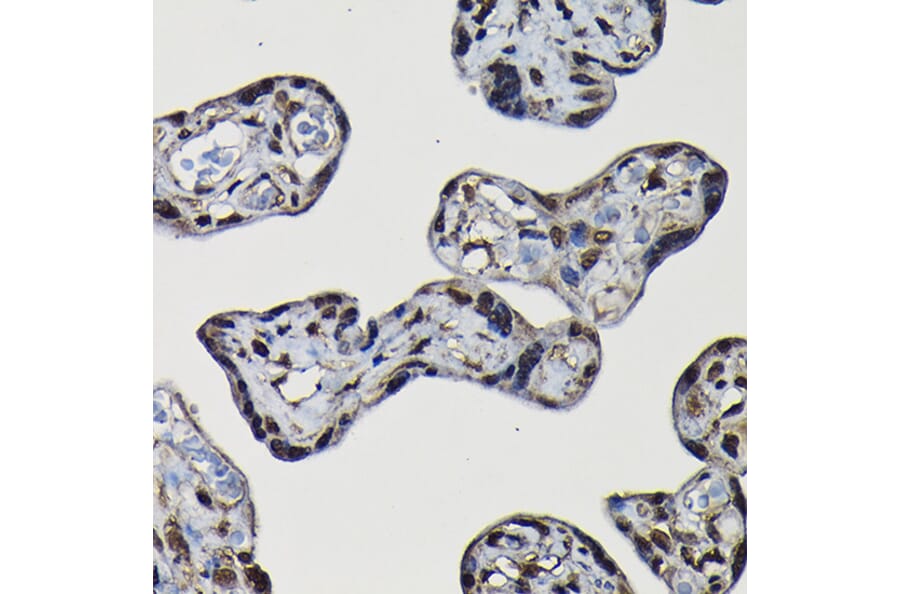 Immunohistochemistry - Anti-SFPQ Antibody (A12722) - Antibodies.com