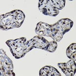 Immunohistochemistry - Anti-SFPQ Antibody (A12722) - Antibodies.com
