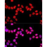 Immunofluorescence - Anti-SFPQ Antibody (A12722) - Antibodies.com