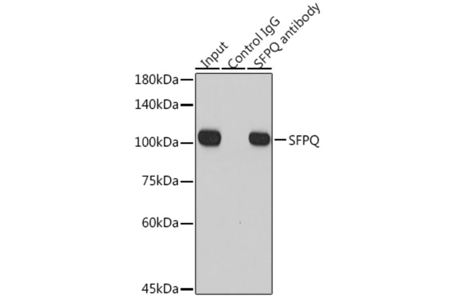 Western Blot - Anti-SFPQ Antibody (A12722) - Antibodies.com