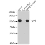 Western Blot - Anti-SFPQ Antibody (A12722) - Antibodies.com