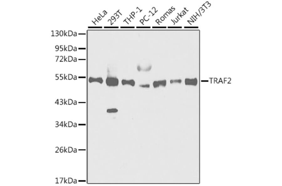 Western Blot - Anti-TRAF2 Antibody (A12723) - Antibodies.com