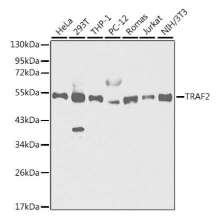 Western Blot - Anti-TRAF2 Antibody (A12723) - Antibodies.com
