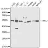Western Blot - Anti-TRAF2 Antibody (A12723) - Antibodies.com