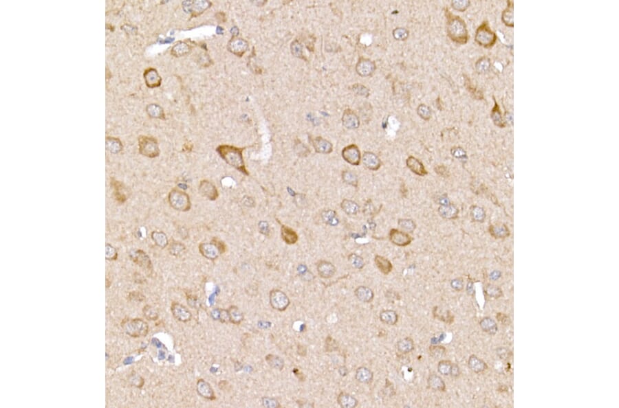 Immunohistochemistry - Anti-TRAF2 Antibody (A12723) - Antibodies.com