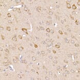 Immunohistochemistry - Anti-TRAF2 Antibody (A12723) - Antibodies.com