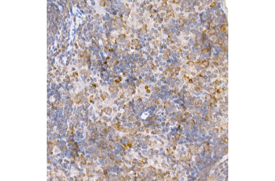 Immunohistochemistry - Anti-TRAF2 Antibody (A12723) - Antibodies.com