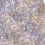 Immunohistochemistry - Anti-TRAF2 Antibody (A12723) - Antibodies.com