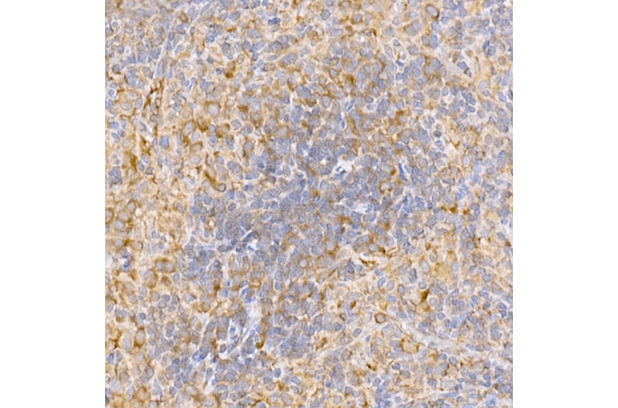 Immunohistochemistry - Anti-TRAF2 Antibody (A12723) - Antibodies.com