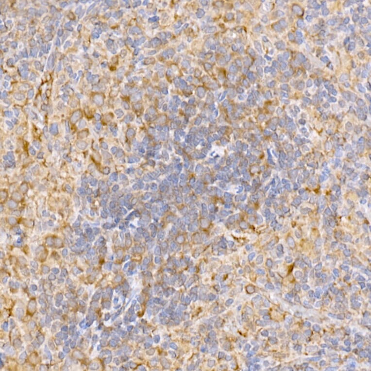 Immunohistochemistry - Anti-TRAF2 Antibody (A12723) - Antibodies.com