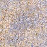 Immunohistochemistry - Anti-TRAF2 Antibody (A12723) - Antibodies.com