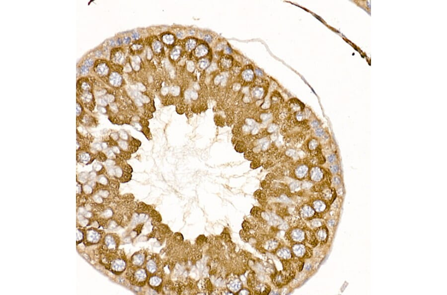 Immunohistochemistry - Anti-TRAF2 Antibody (A12723) - Antibodies.com