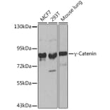 Western Blot - Anti-gamma Catenin Antibody (A12724) - Antibodies.com