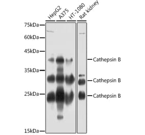 Western Blot - Anti-Cathepsin B Antibody (A12726) - Antibodies.com