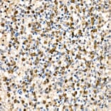 Immunohistochemistry - Anti-Parkin Antibody (A12727) - Antibodies.com