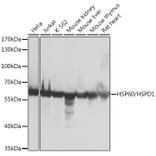 Western Blot - Anti-HSP60 Antibody (A12728) - Antibodies.com