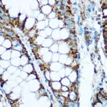 Immunohistochemistry - Anti-HSP60 Antibody (A12728) - Antibodies.com