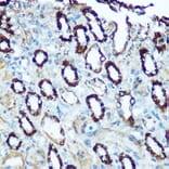 Immunohistochemistry - Anti-HSP60 Antibody (A12728) - Antibodies.com