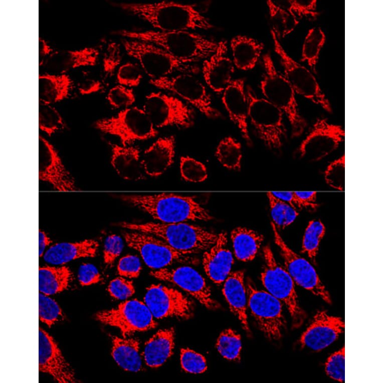 Immunofluorescence - Anti-HSP60 Antibody (A12728) - Antibodies.com
