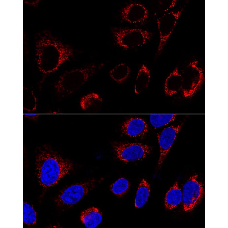 Immunofluorescence - Anti-HSP60 Antibody (A12728) - Antibodies.com