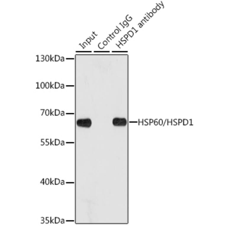 Western Blot - Anti-HSP60 Antibody (A12728) - Antibodies.com
