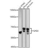 Western Blot - Anti-GAD65 Antibody (A12729) - Antibodies.com