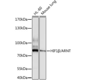 Western Blot - Anti-HIF1 beta Antibody (A12730) - Antibodies.com