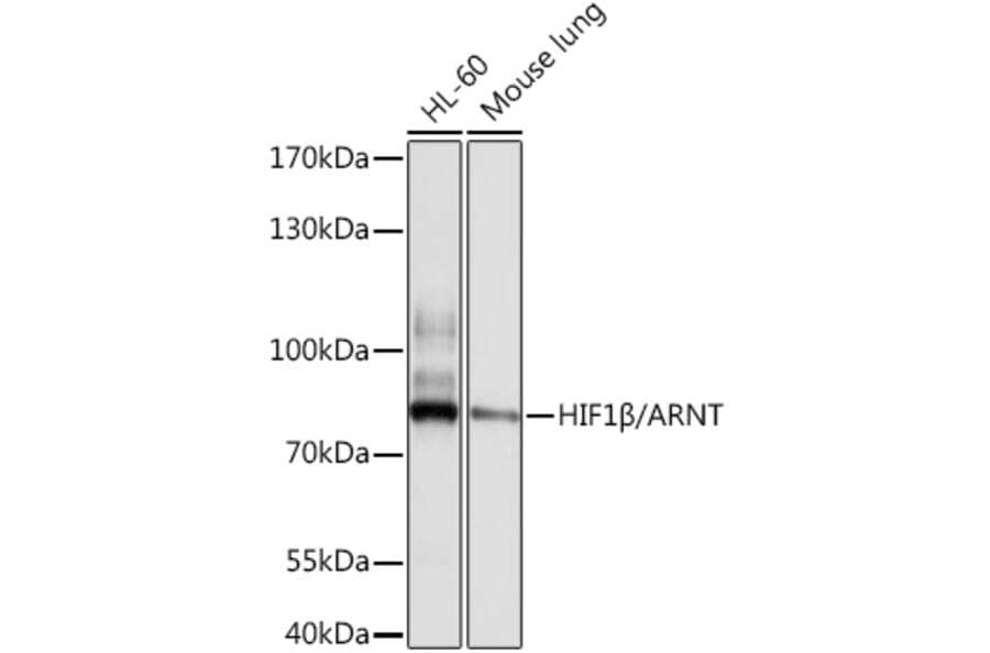 Western Blot - Anti-HIF1 beta Antibody (A12730) - Antibodies.com