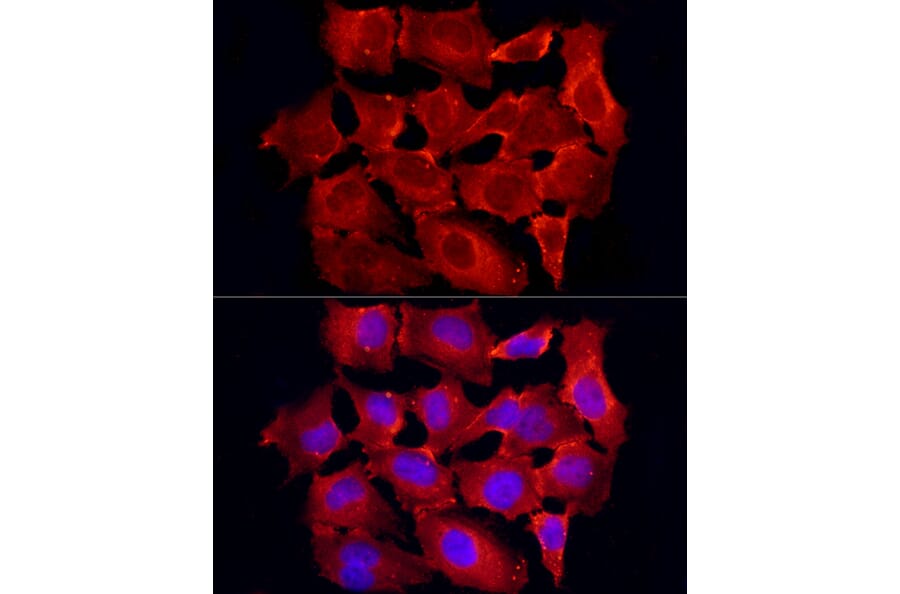 Immunofluorescence - Anti-TRAF6 Antibody (A12731) - Antibodies.com