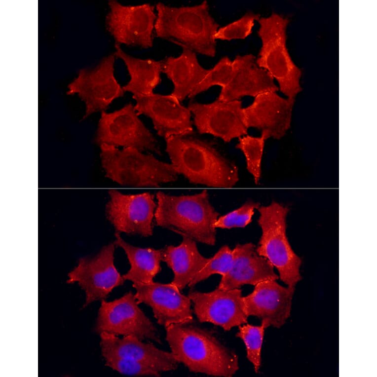 Immunofluorescence - Anti-TRAF6 Antibody (A12731) - Antibodies.com