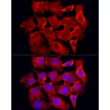 Immunofluorescence - Anti-TRAF6 Antibody (A12731) - Antibodies.com