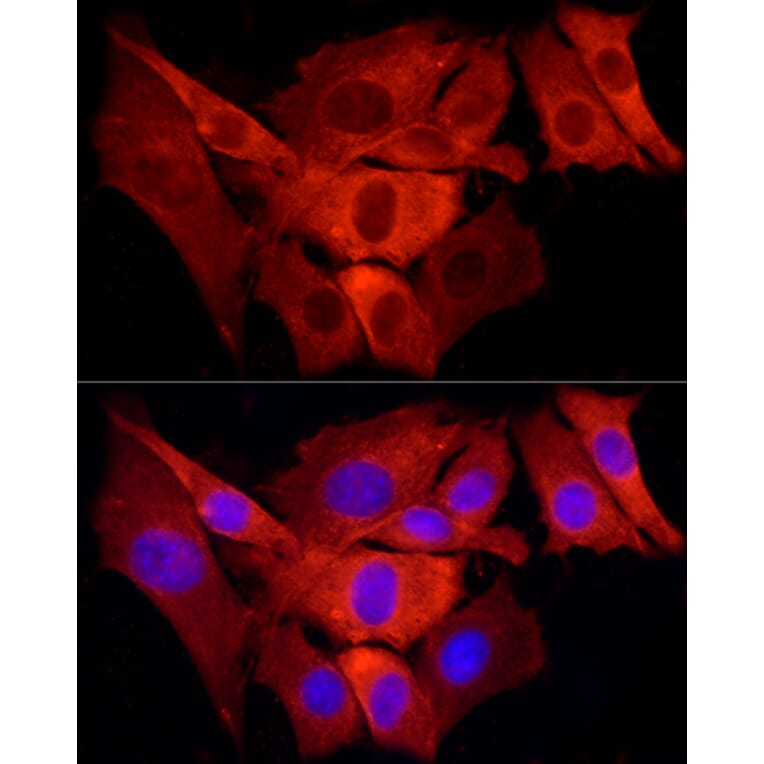 Immunofluorescence - Anti-TRAF6 Antibody (A12731) - Antibodies.com