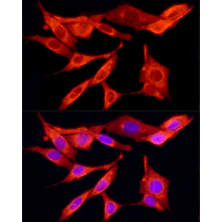 Immunofluorescence - Anti-TRAF6 Antibody (A12731) - Antibodies.com