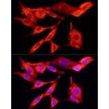 Immunofluorescence - Anti-TRAF6 Antibody (A12731) - Antibodies.com