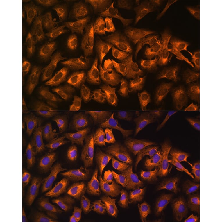 Immunofluorescence - Anti-eEF1A1/EF-Tu Antibody (A12732) - Antibodies.com