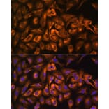 Immunofluorescence - Anti-eEF1A1/EF-Tu Antibody (A12732) - Antibodies.com