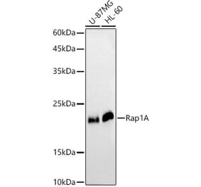 Western Blot - Anti-RAP1A Antibody (A12733) - Antibodies.com